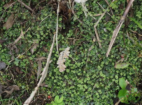 Image of Marchantia emarginata Reinw., Blume & Nees