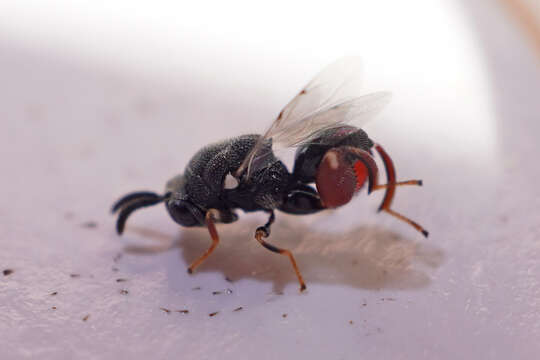 Image of Wasp