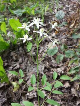 Imagem de Clematis recta L.