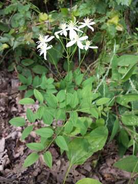 Imagem de Clematis recta L.