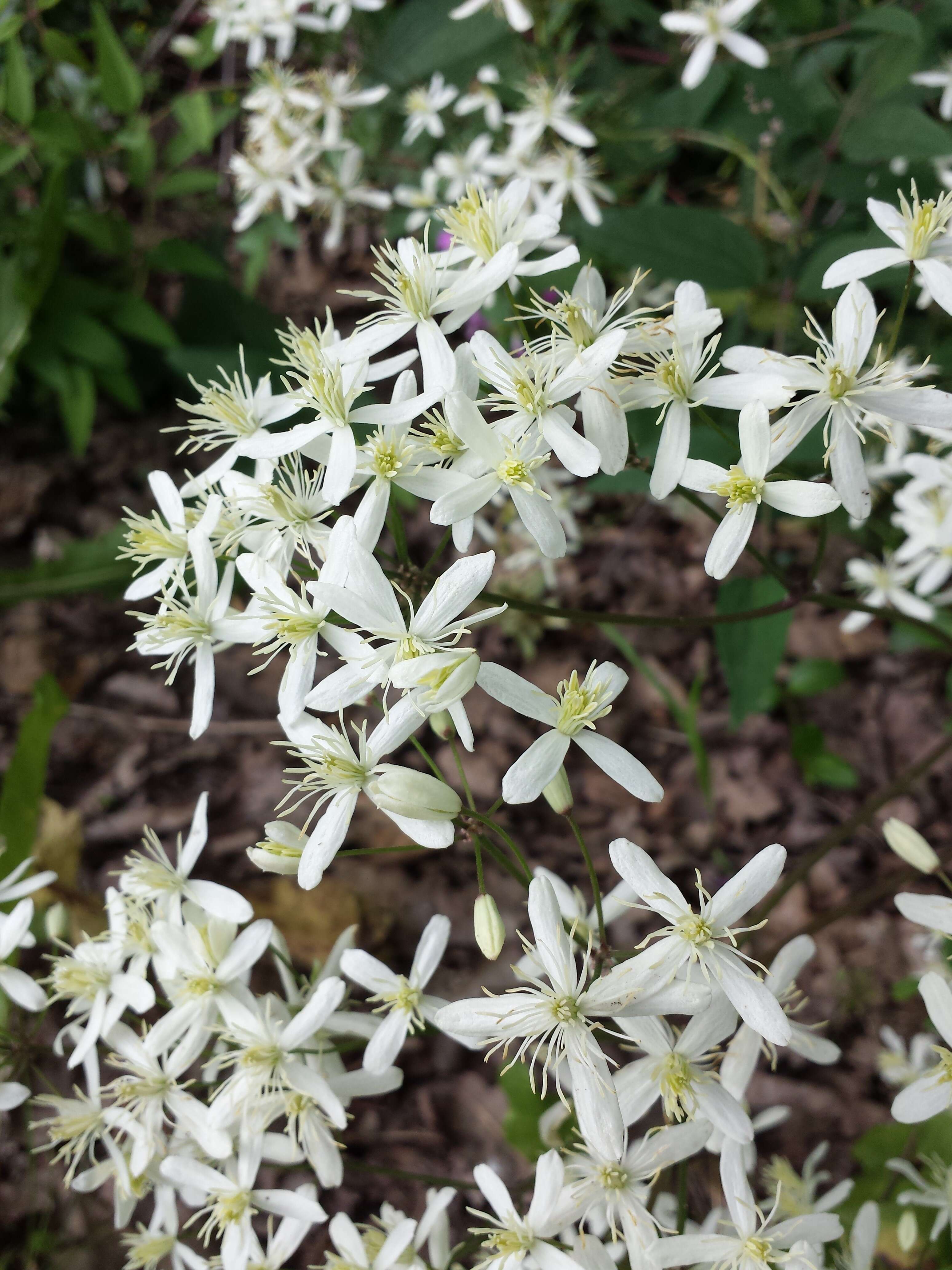 Imagem de Clematis recta L.