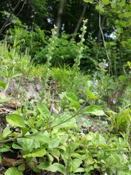 Image of Health Speedwell