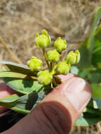 Sivun Asclepias glaucophylla (Schltr.) Schltr. kuva