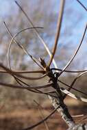 Image of shellbark hickory