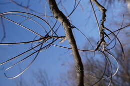 Image of shellbark hickory