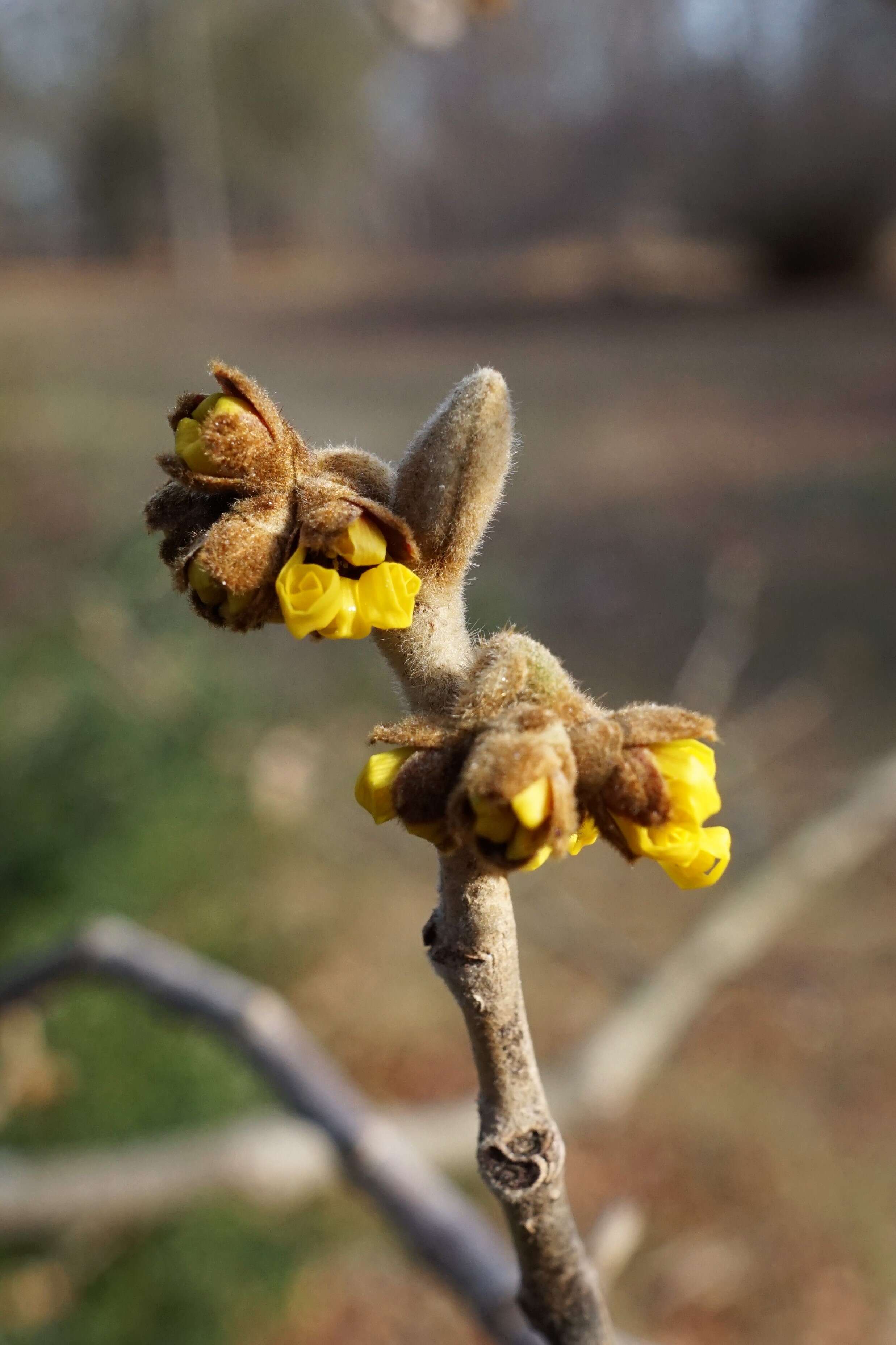 Imagem de Hamamelis mollis Oliv.