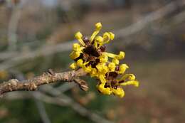 Imagem de Hamamelis mollis Oliv.