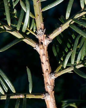 Plancia ëd Cephalotaxus harringtonii (Knight ex J. Forbes) K. Koch