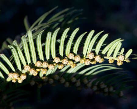 Plancia ëd Cephalotaxus harringtonii (Knight ex J. Forbes) K. Koch