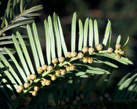 Imagem de Cephalotaxus harringtonii (Knight ex J. Forbes) K. Koch