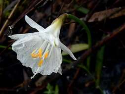 Image de Narcissus cantabricus DC.