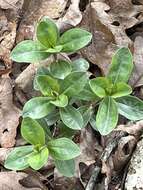 Image de Gentiana villosa L.