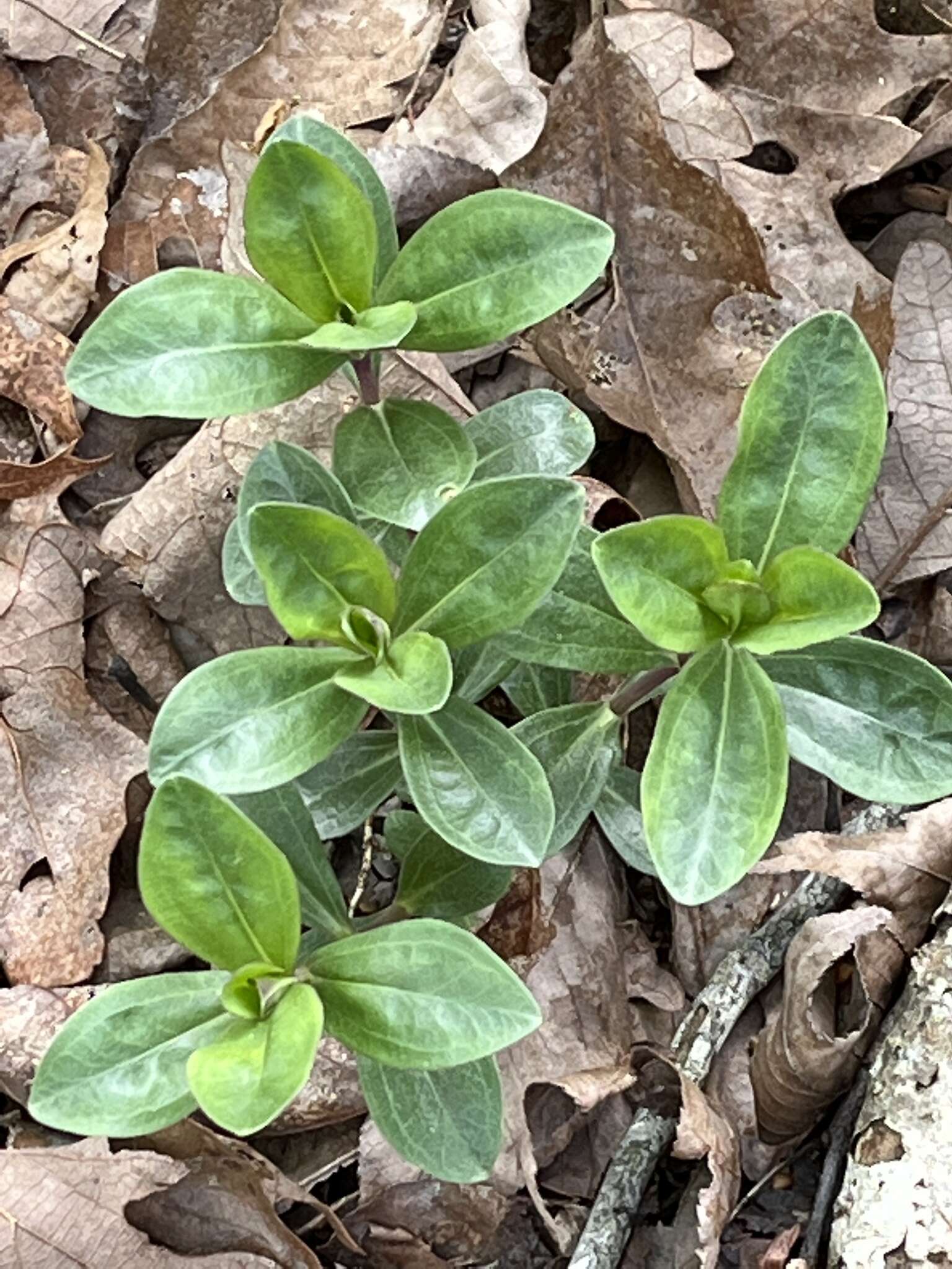 Image de Gentiana villosa L.