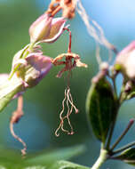 Imagem de Clerodendrum trichotomum Thunb.