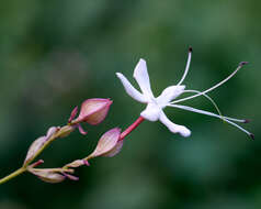 Imagem de Clerodendrum trichotomum Thunb.