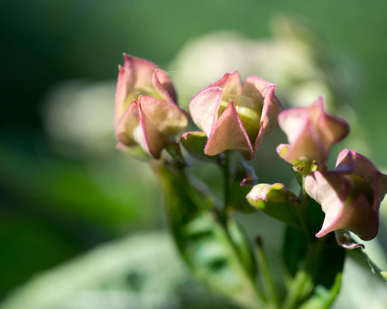 Imagem de Clerodendrum trichotomum Thunb.