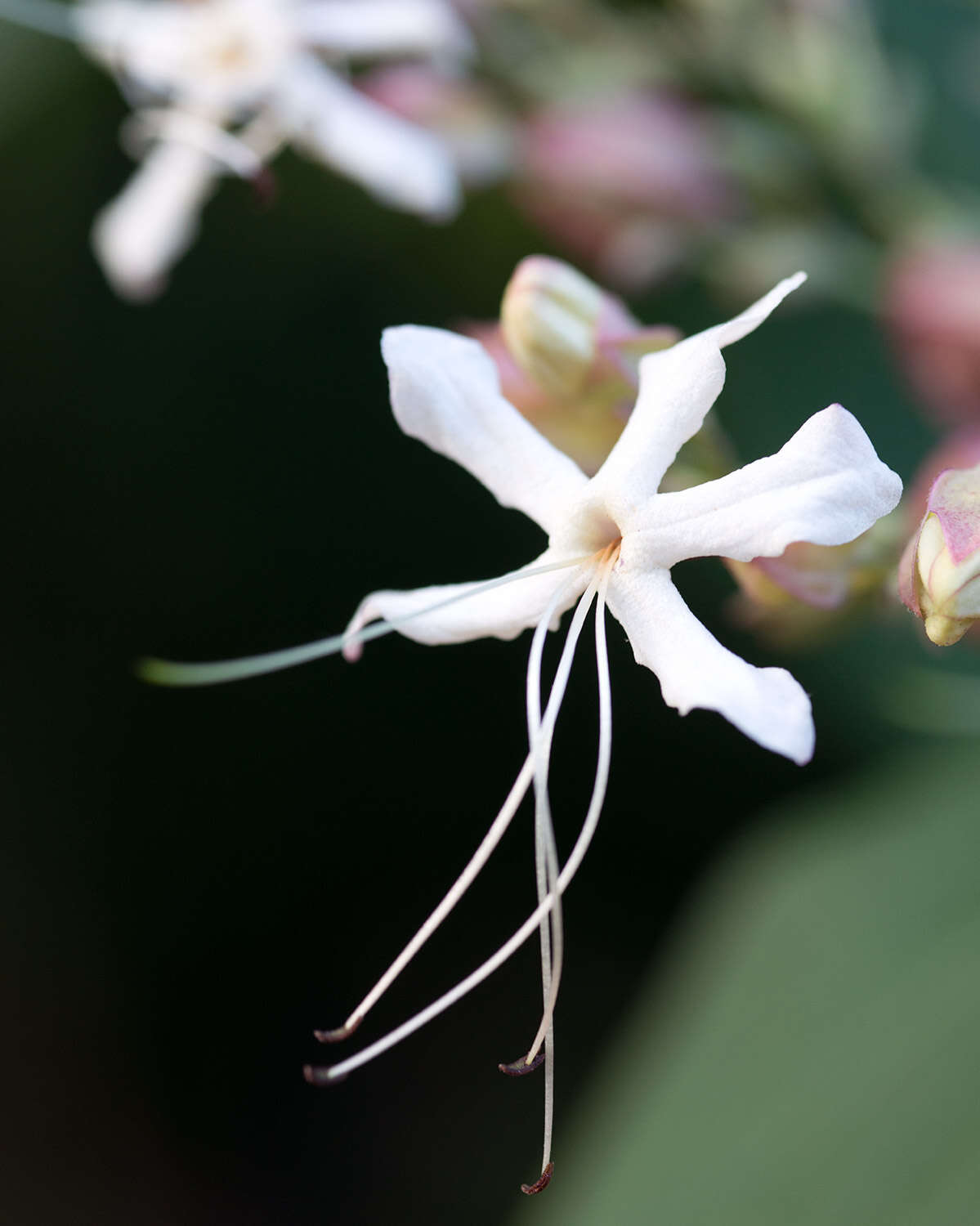 Imagem de Clerodendrum trichotomum Thunb.