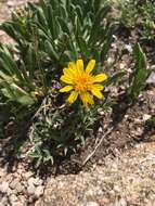 Image of pygmy goldenweed