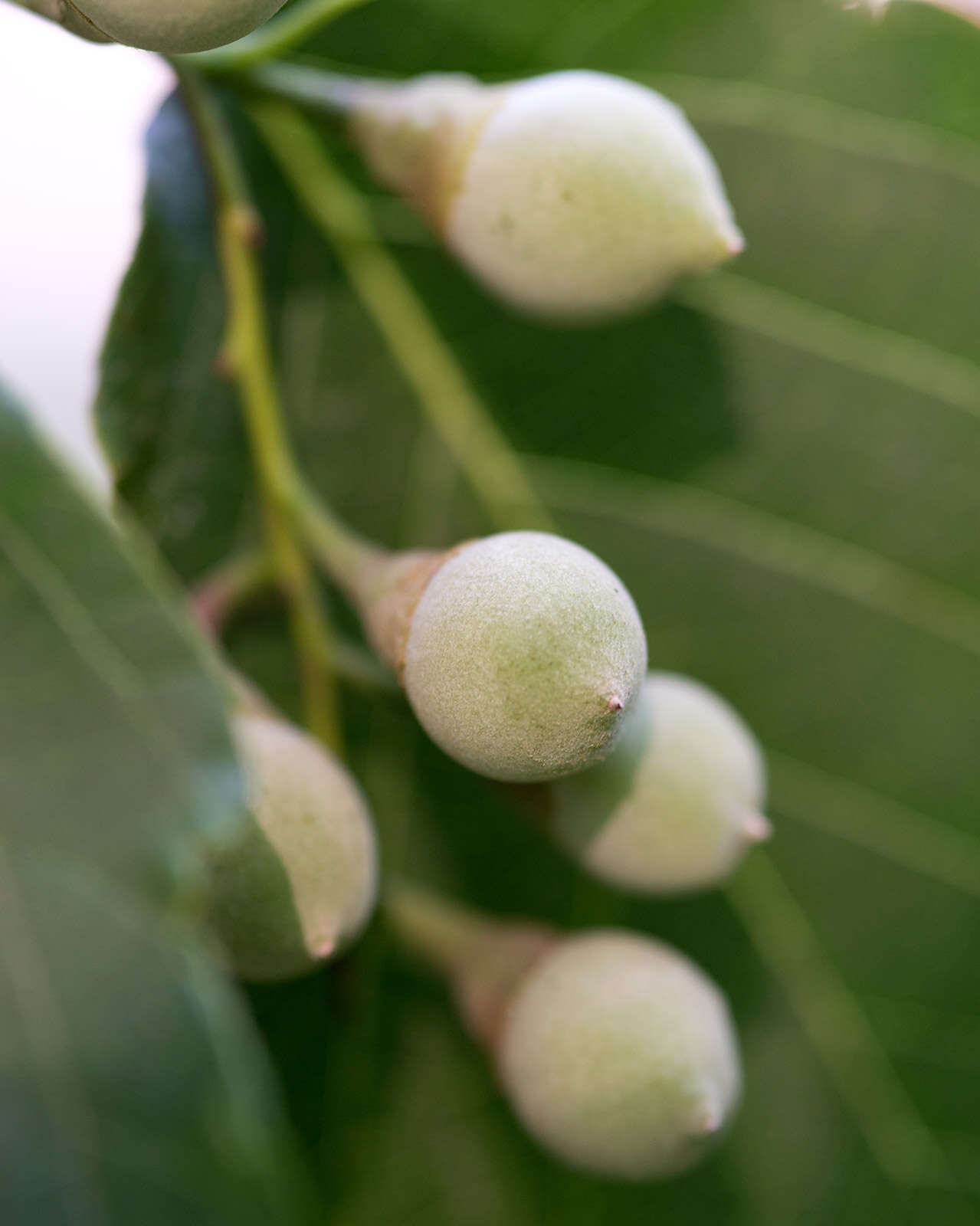 Plancia ëd Styrax obassia Siebold & Zucc.