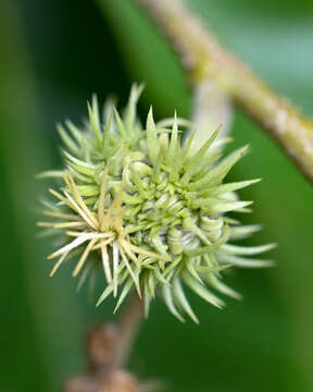 Image of Chinese chestnut