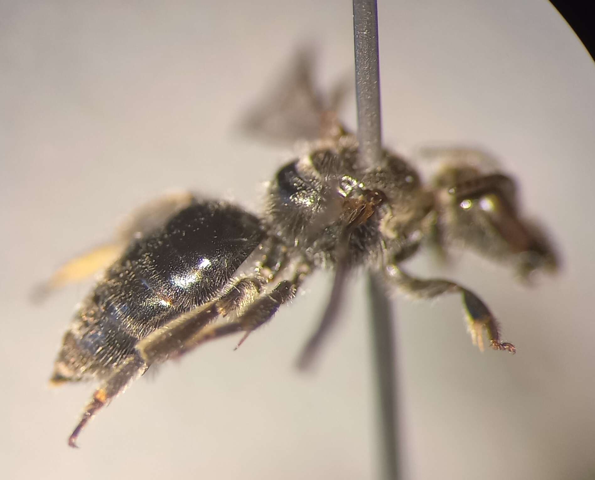 Imagem de Lasioglossum clypeare (Schenck 1853)