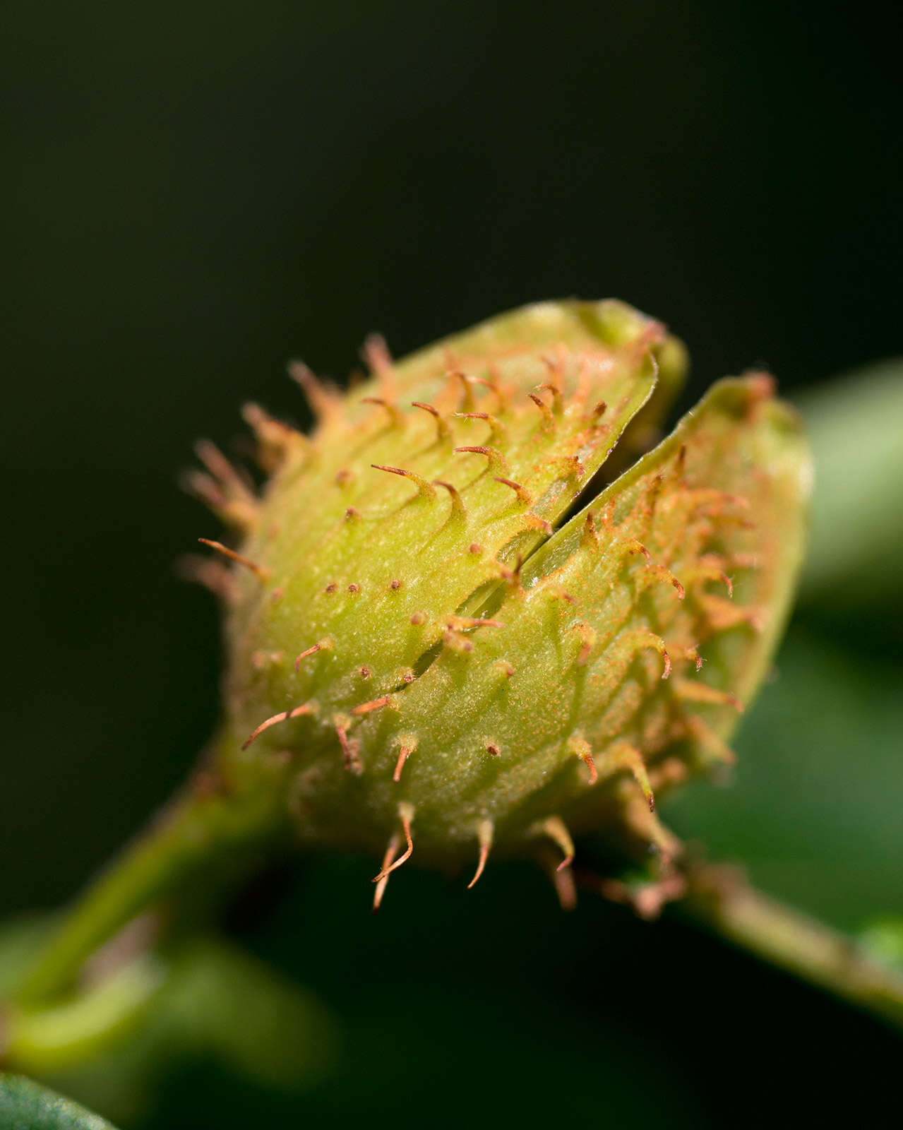 Image de Hêtre à grandes feuilles