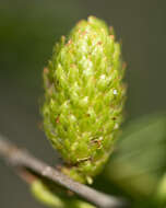 Image of Gray birch