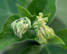 Image of Harlequin Glorybower