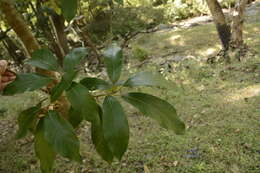 Image of Actinodaphne quinqueflora (Dennst.) M. R. Almeida & S. M. Almeida