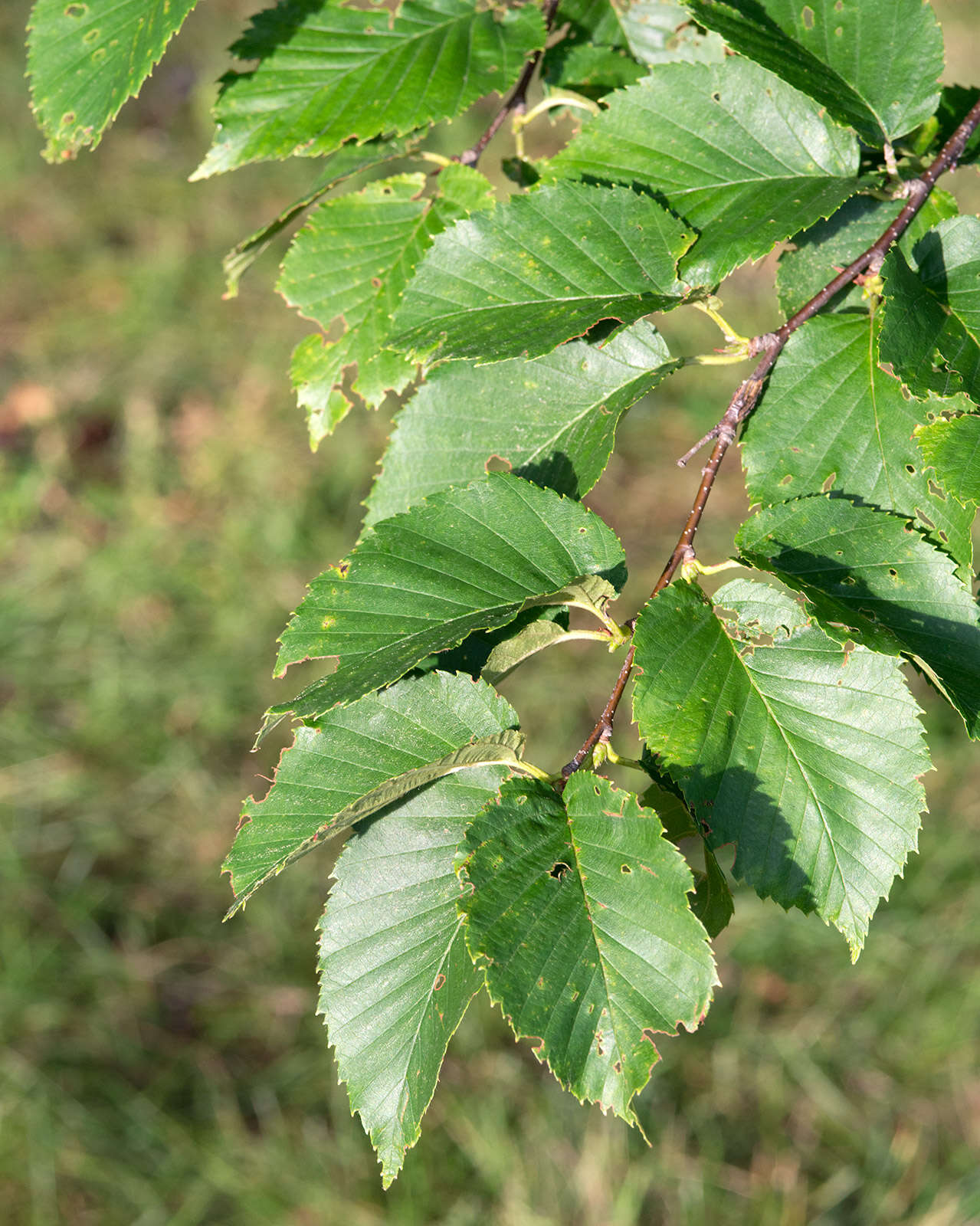 Image of Gray birch