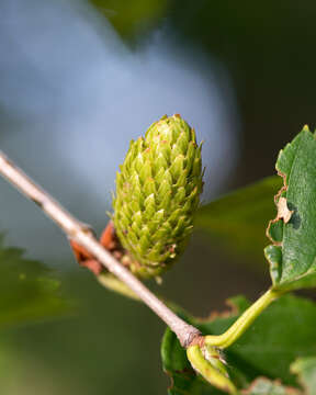 Image of Gray birch