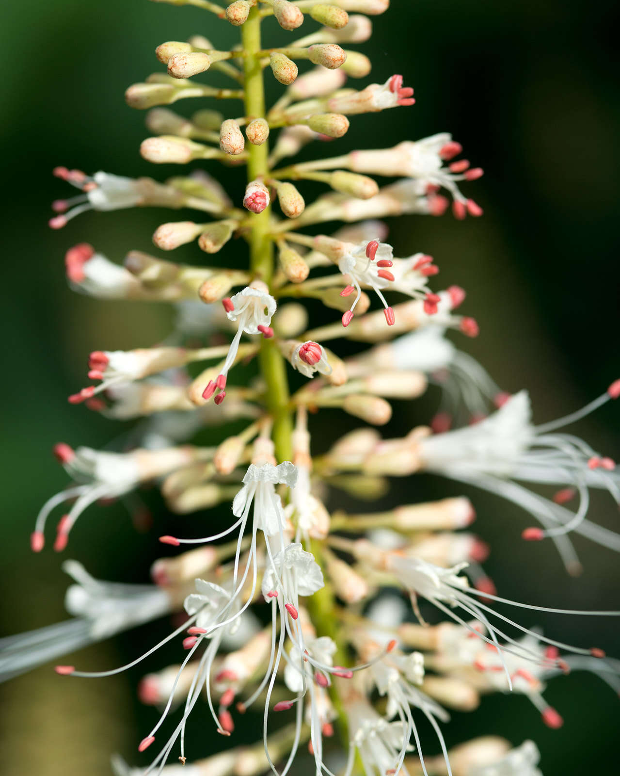 Imagem de Aesculus parviflora Walt.