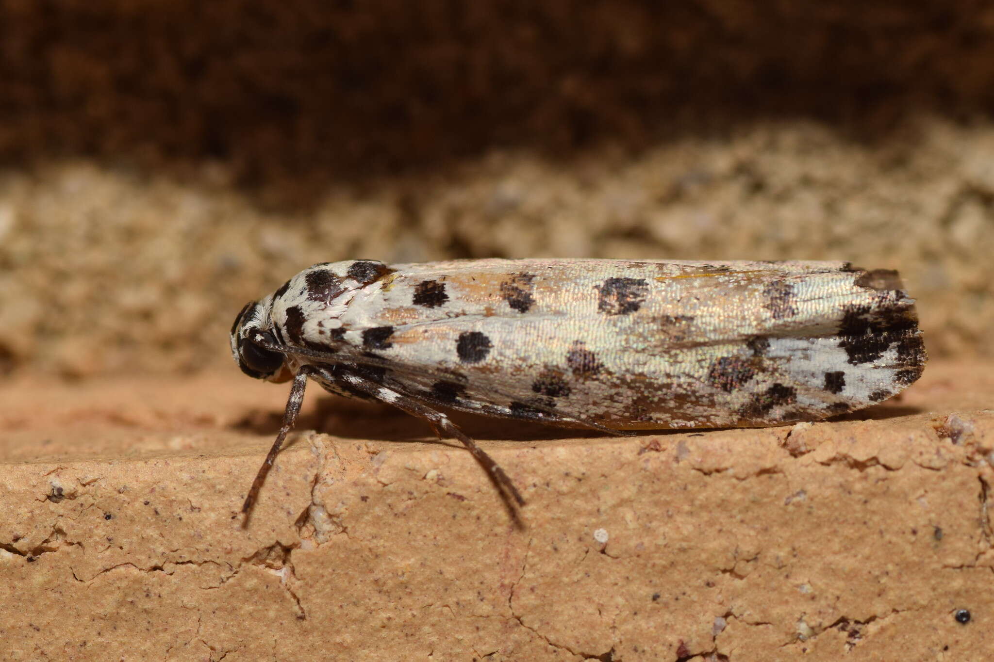 Image of Ethmia sphaerosticha Meyrick 1886