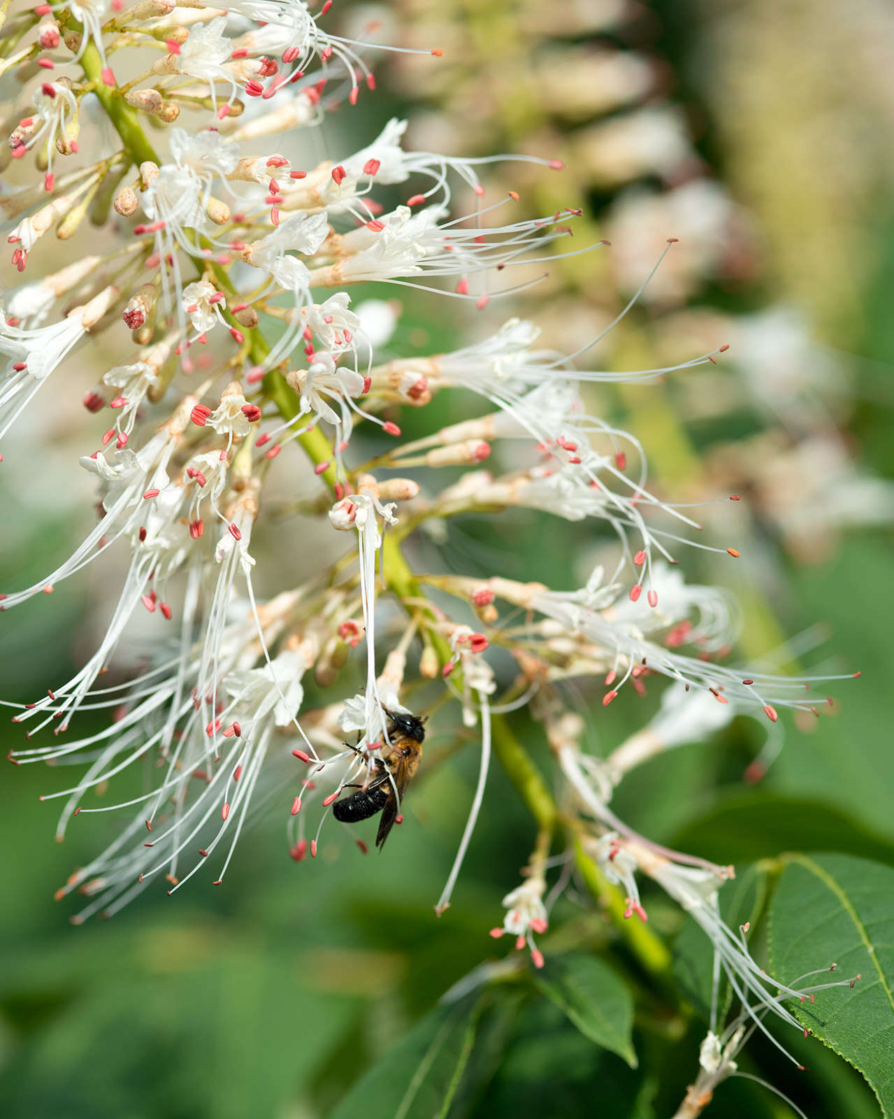 Image of bottlebrush buckeye