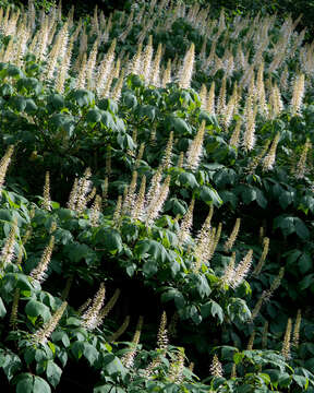 Image of bottlebrush buckeye