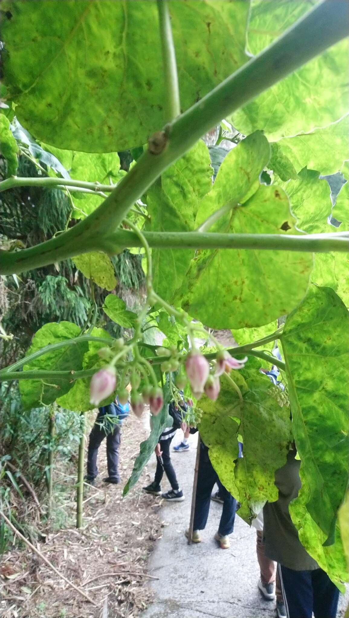 Image of Tamarillo