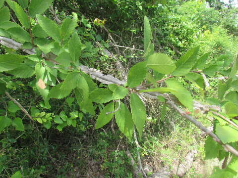 Ulmus alata Michx. resmi