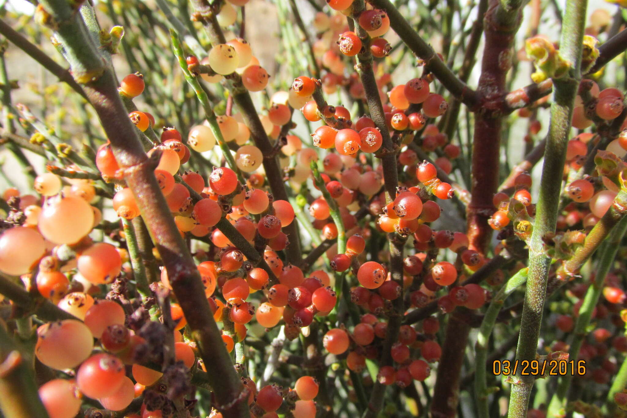 Image of mesquite mistletoe