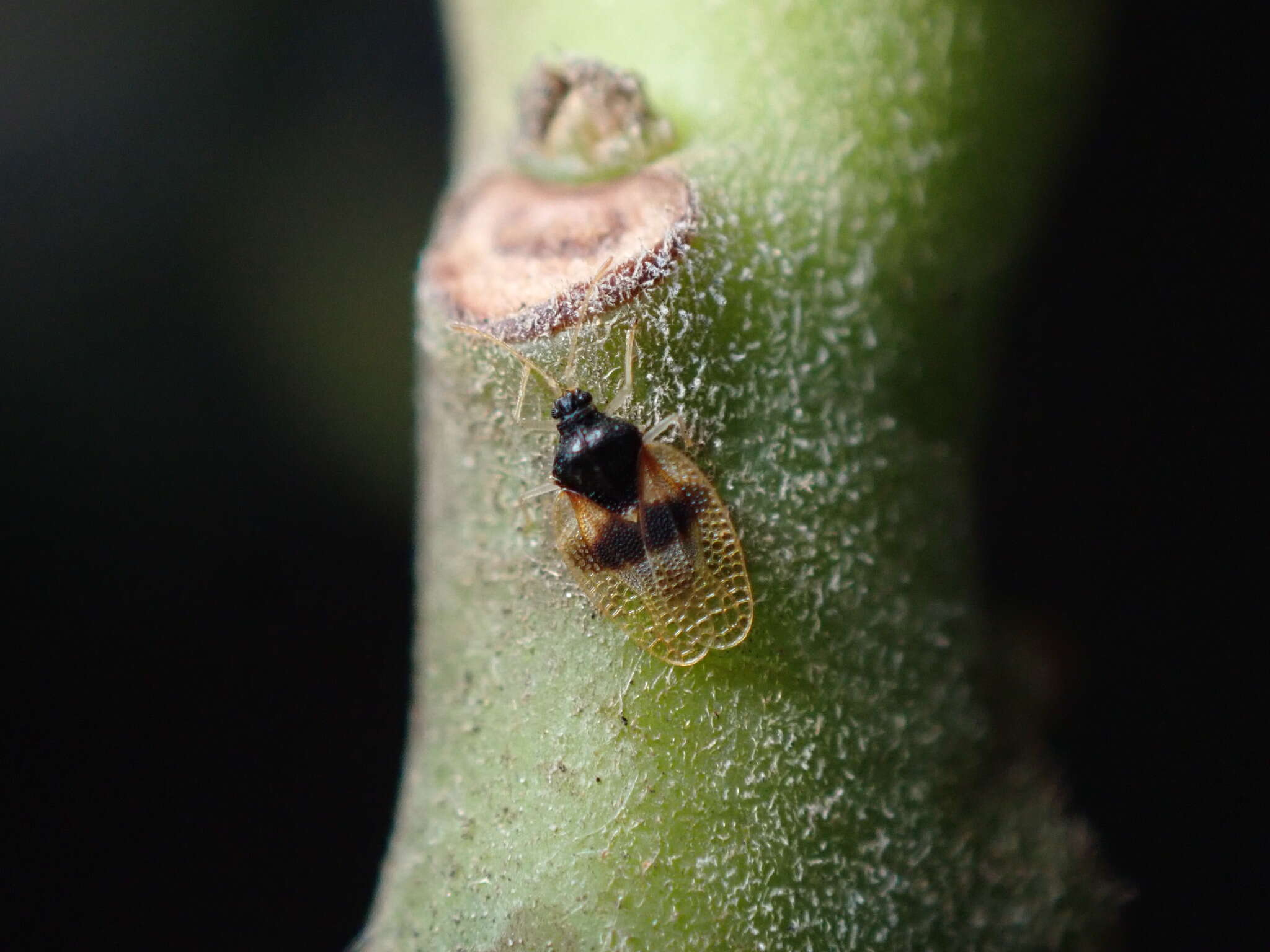 Image of Avocado lace bug