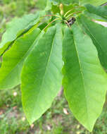 Image of Ear-Leaf Umbrella Tree