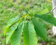 Image of Ear-Leaf Umbrella Tree