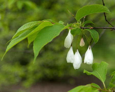 Image de Halesia tetraptera J. Ellis