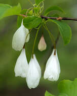 Image de Halesia tetraptera J. Ellis