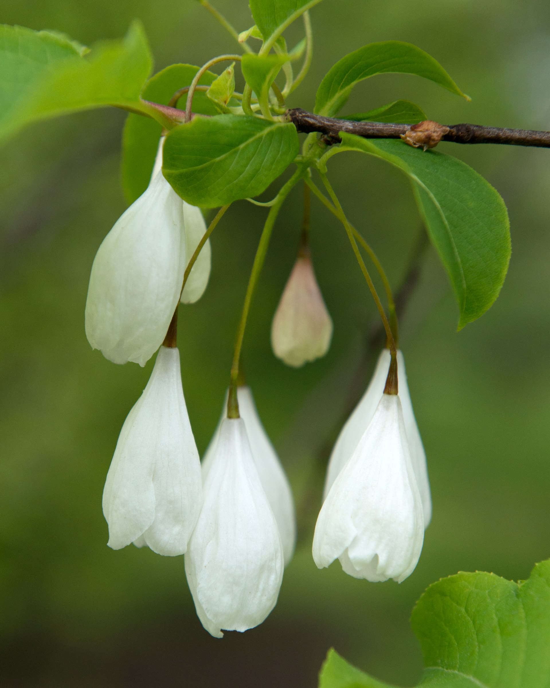 Image of mountain silverbell