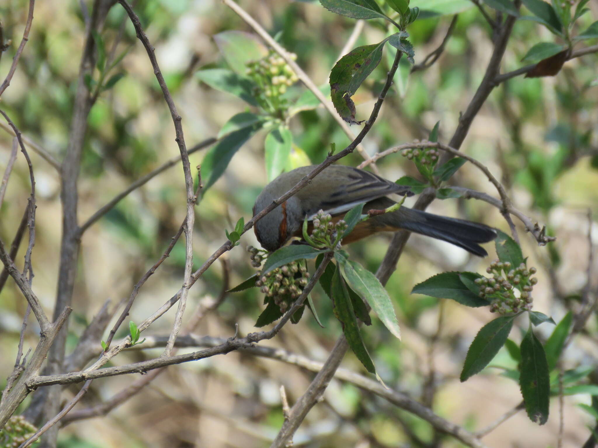 Image of Rusty-browed Warbling Finch