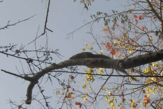 Image of Zanj Sun Squirrel