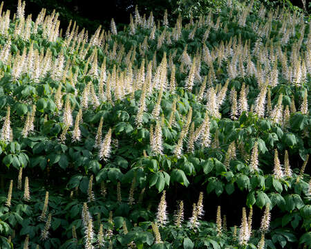 Image of bottlebrush buckeye