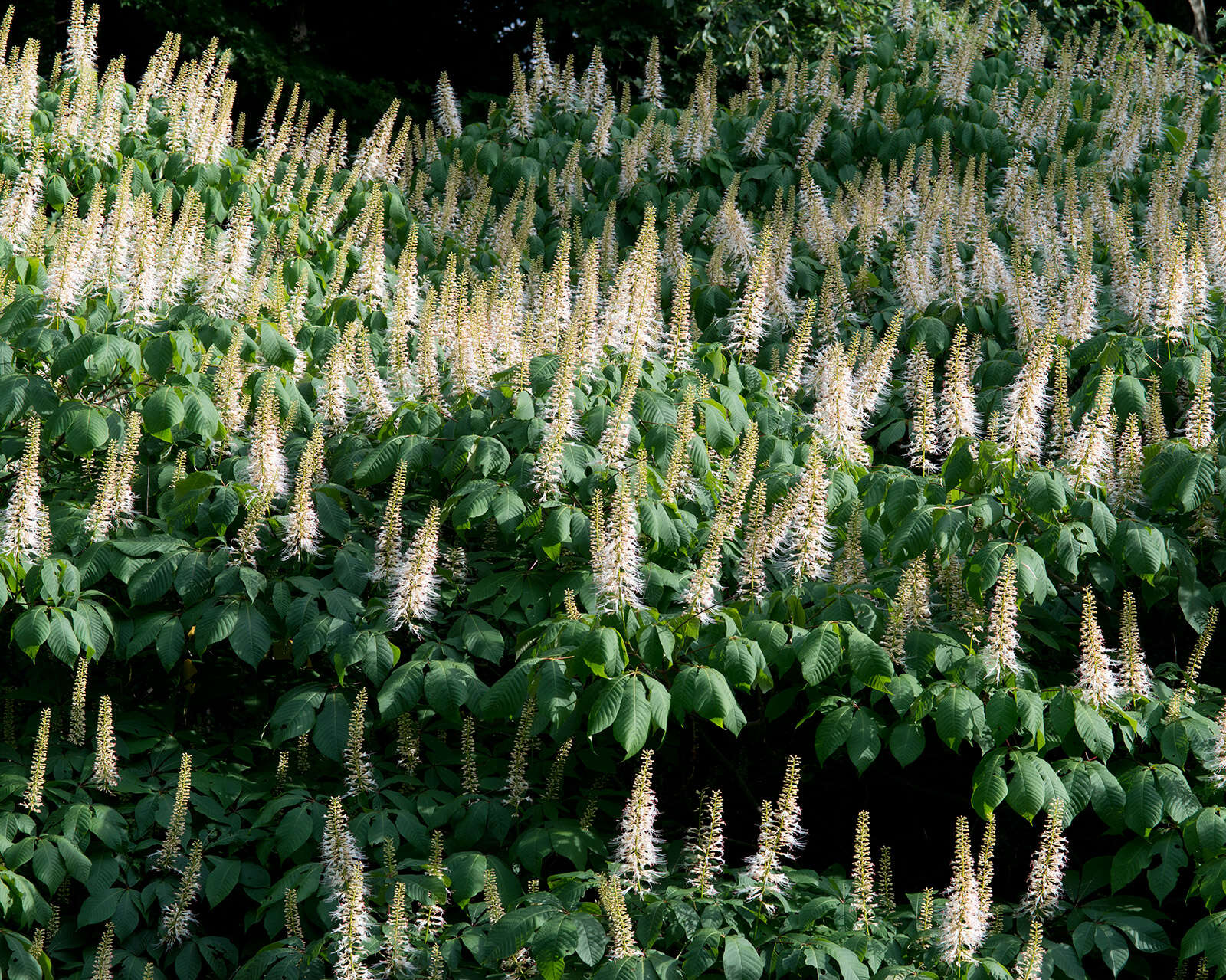 Imagem de Aesculus parviflora Walt.