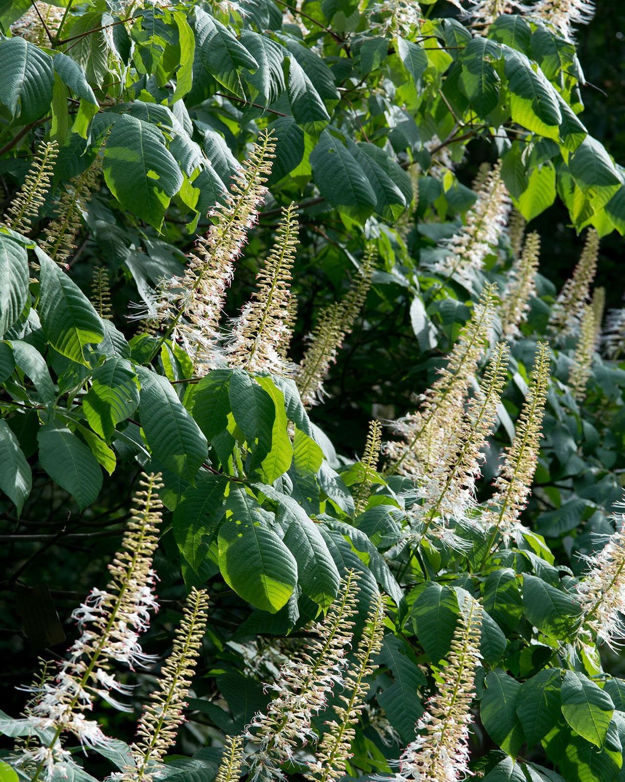 Imagem de Aesculus parviflora Walt.