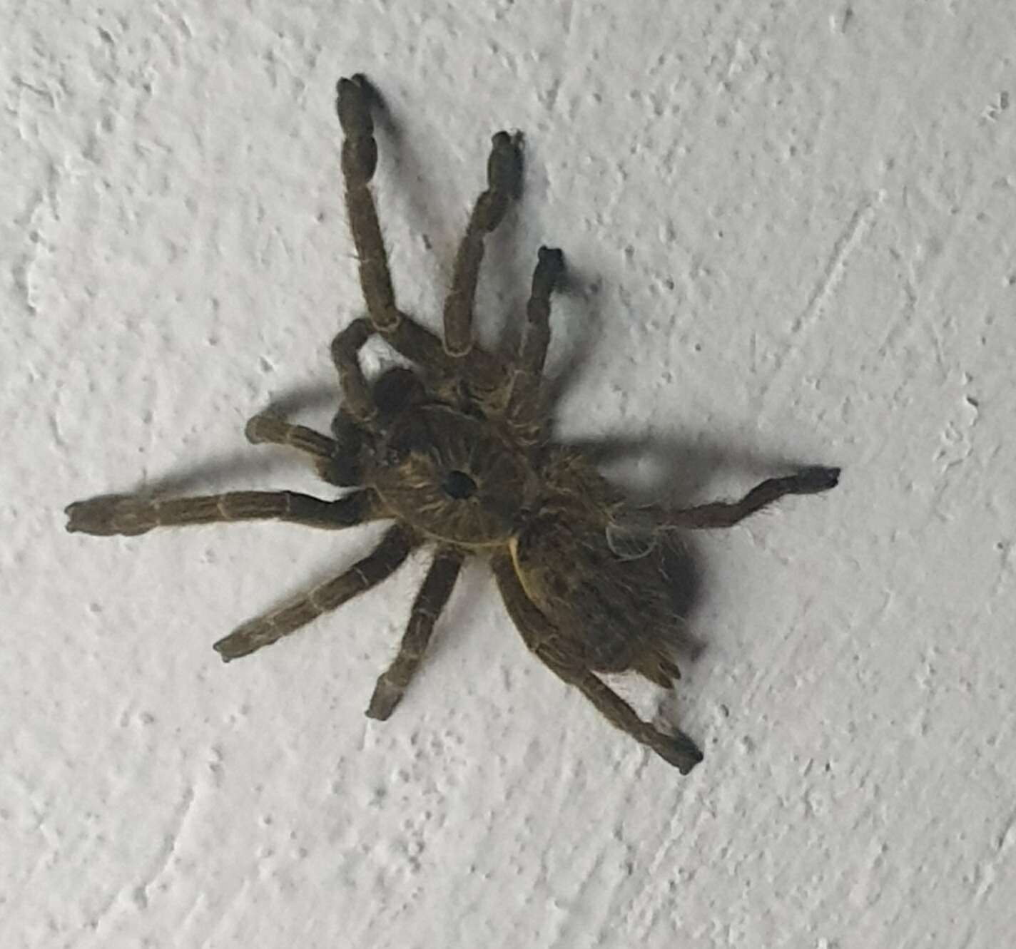 Image of Sandy Horned Baboon Tarantula